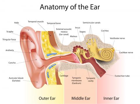 Broadmead-Hearing-Anatomy-of-the-Ear